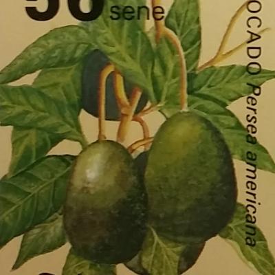 Avocado 56sene